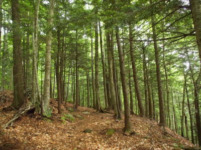 [A forest of tree trunks on a leaf-laden hillside. Most of the tree vegetation can only be seen near the top of the photo.]